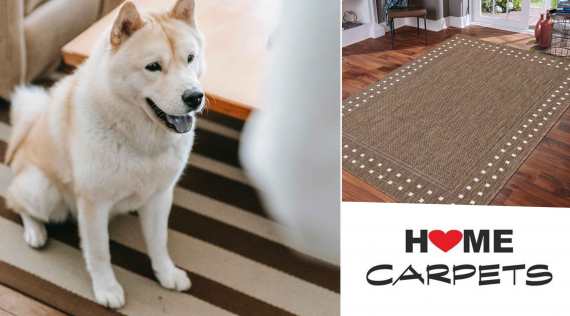 Jaki dywan, gdy w domu jest pies?